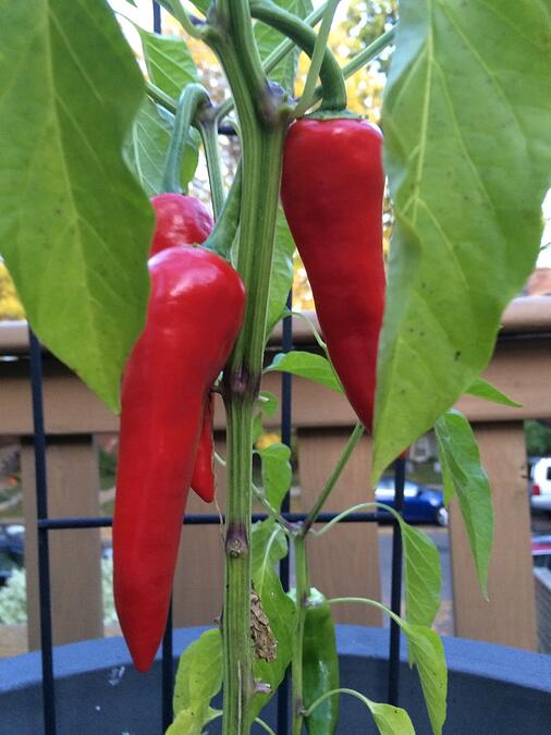 Paying it Forward with Espelette Pepper