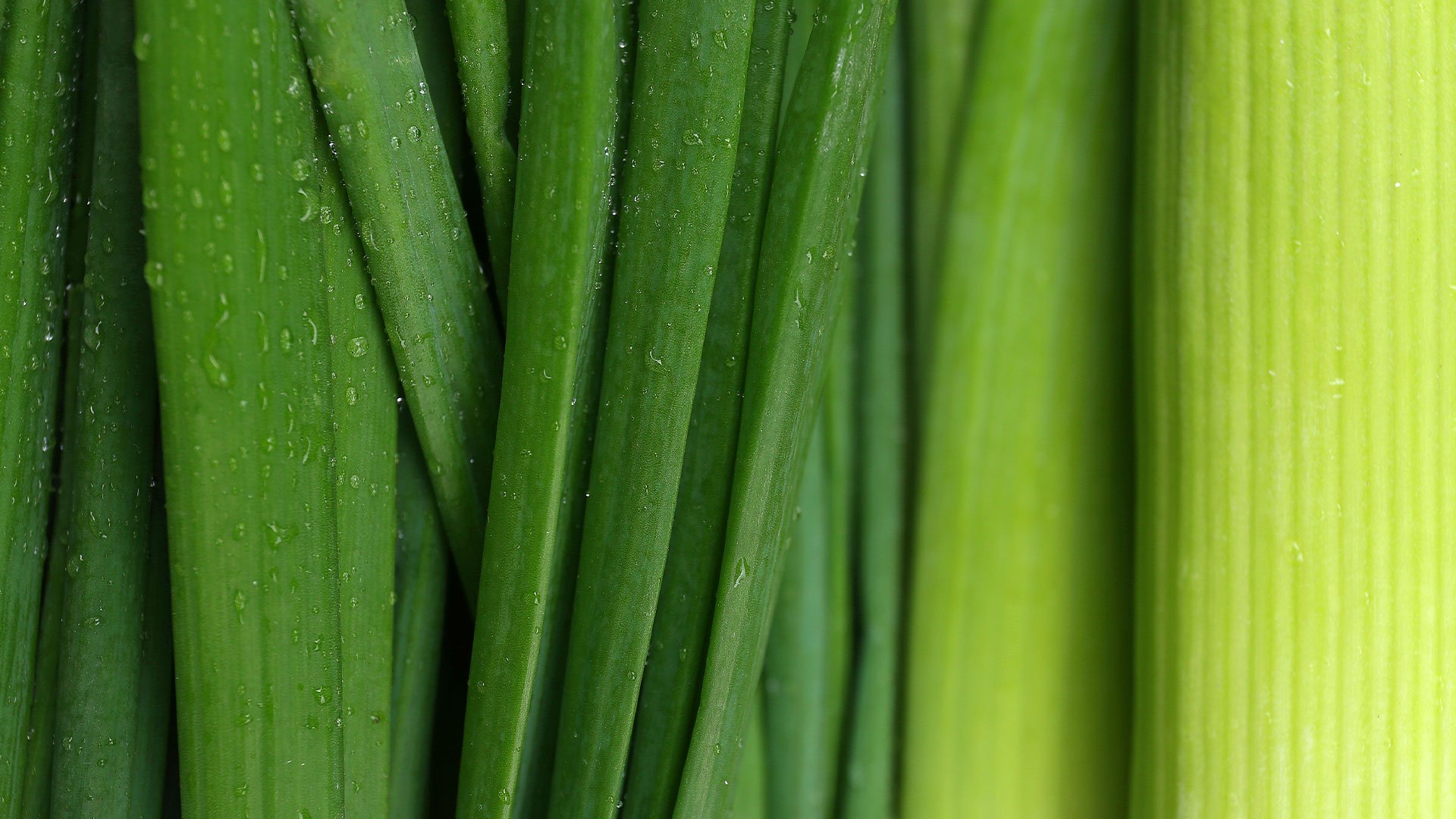 16x9-texture-green-onion
