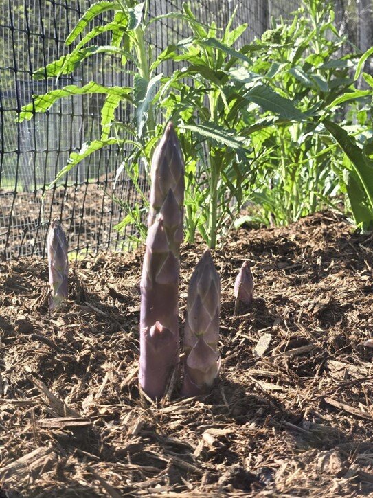Asparagus popping up in garden