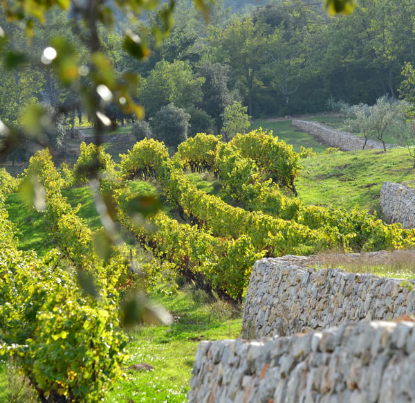 Provence Tour Vineyard
