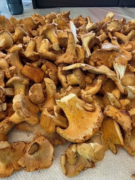 Chanterelles