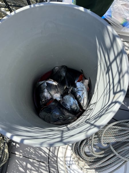 Crab bait