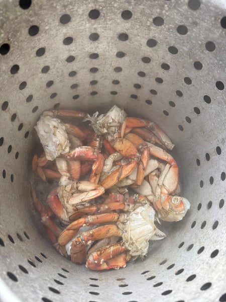 Steaming crabs