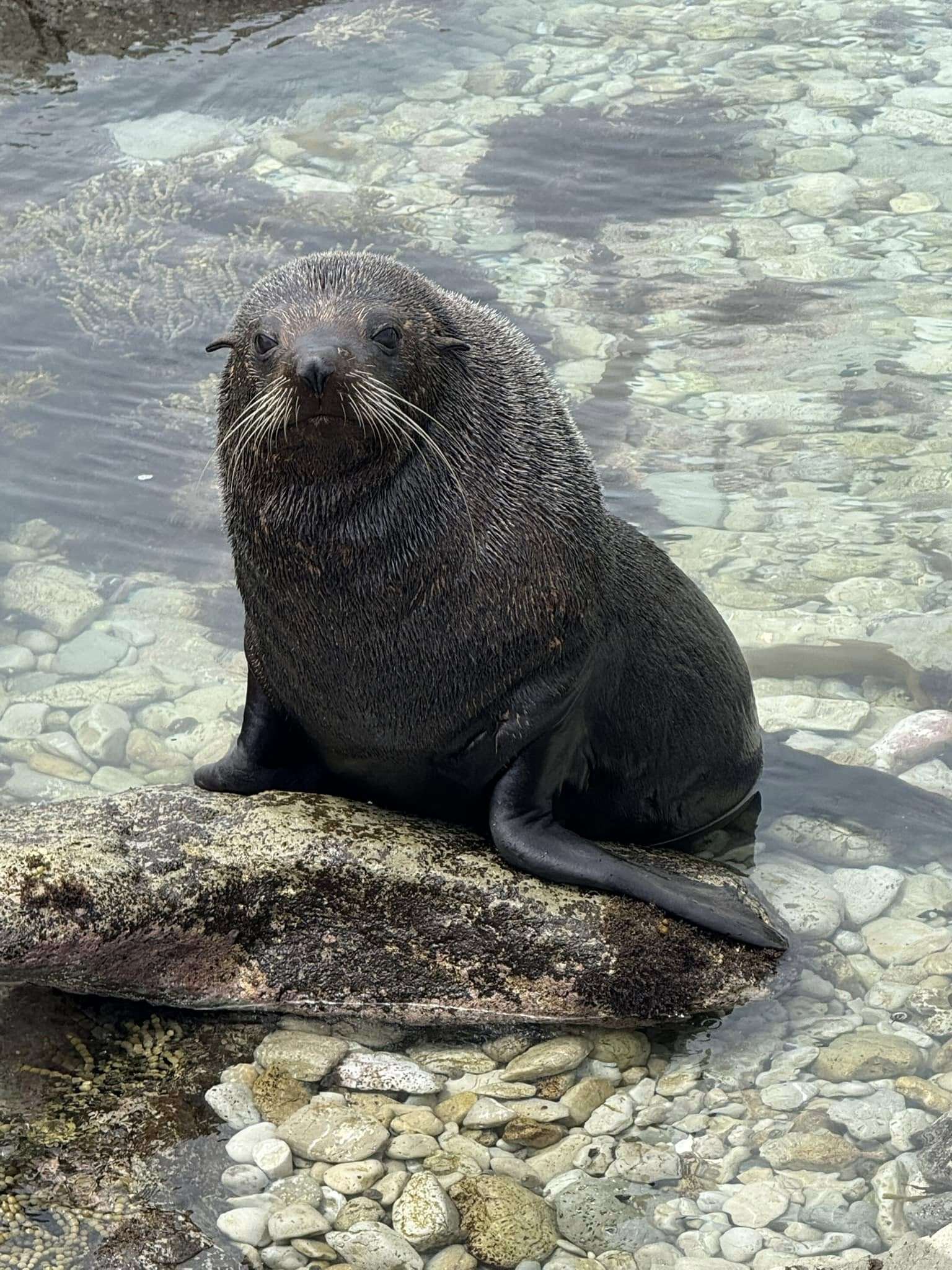 Fur seal
