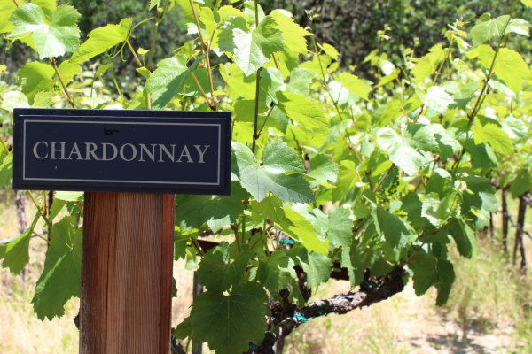 Chardonnay