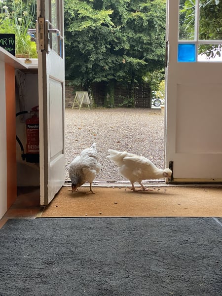 Chickens at Ballymaloe