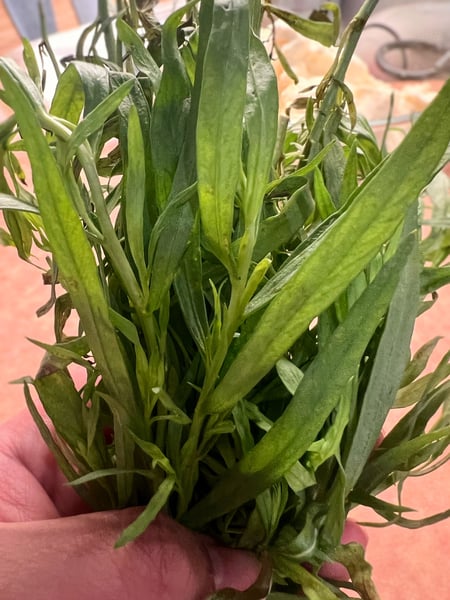 Tarragon