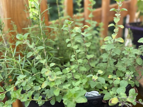 Herbs