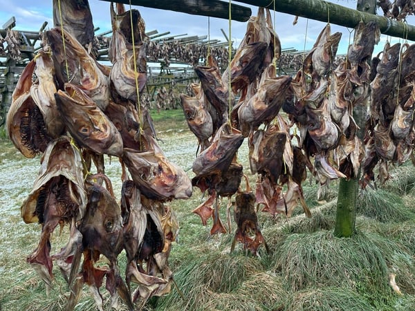 Iceland drying fish