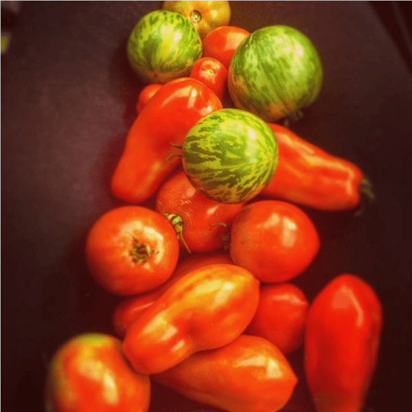Ida's Homegrown Tomatoes