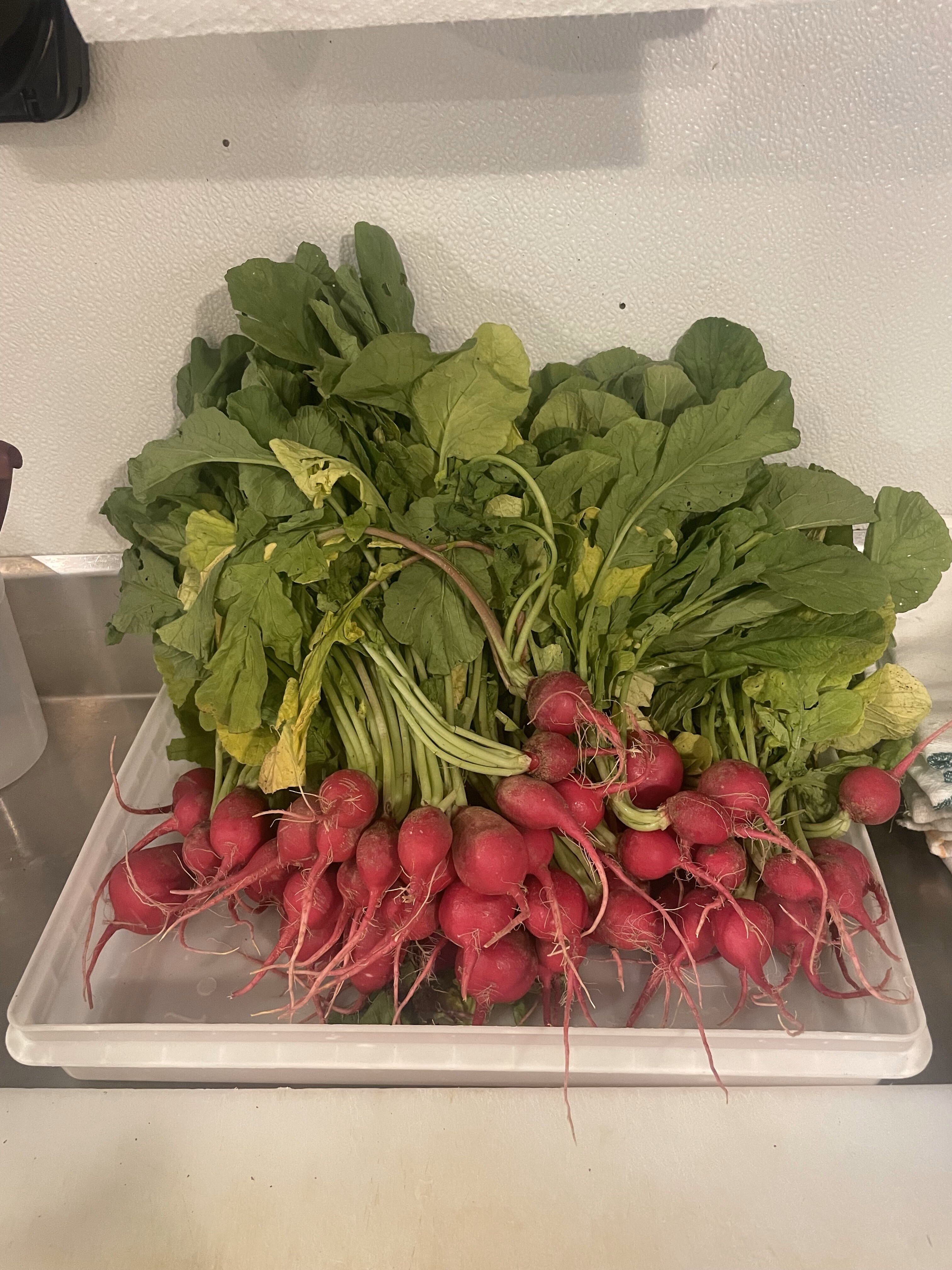 Radishes