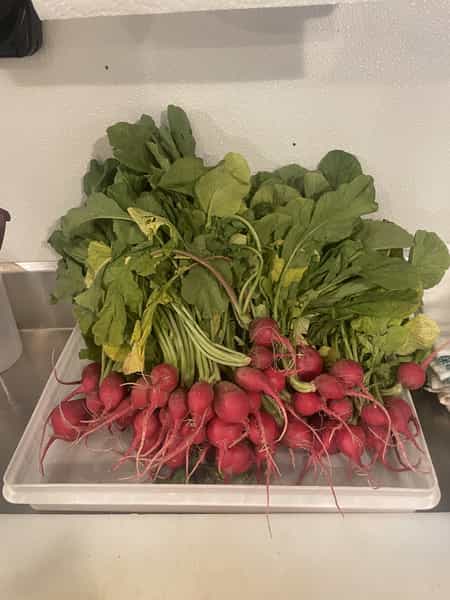 Radishes