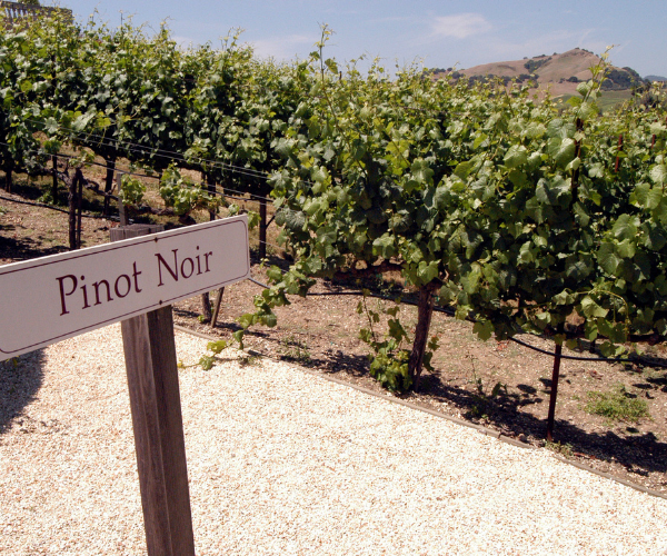 Pinot Noir Vineyard