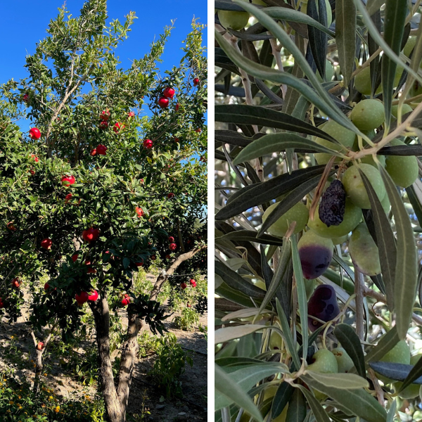 Pomegranates & Olives