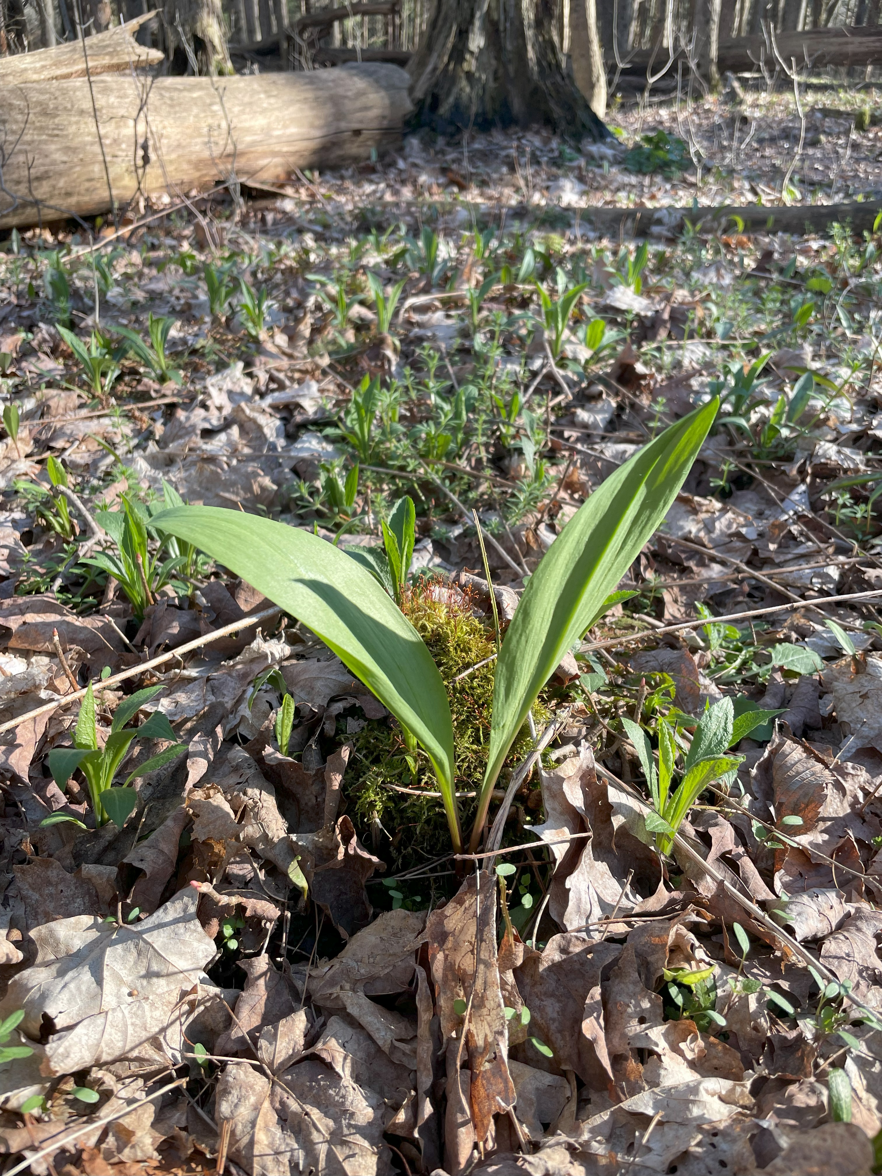 Ramps in wild