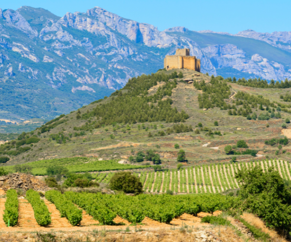 Spain Vineyard