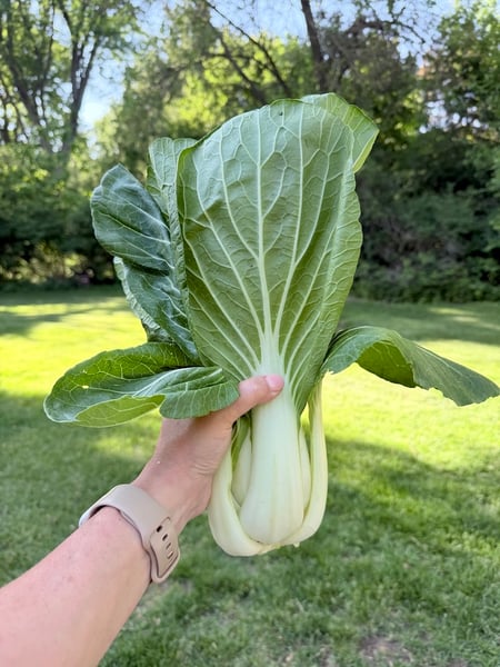Bok Choy