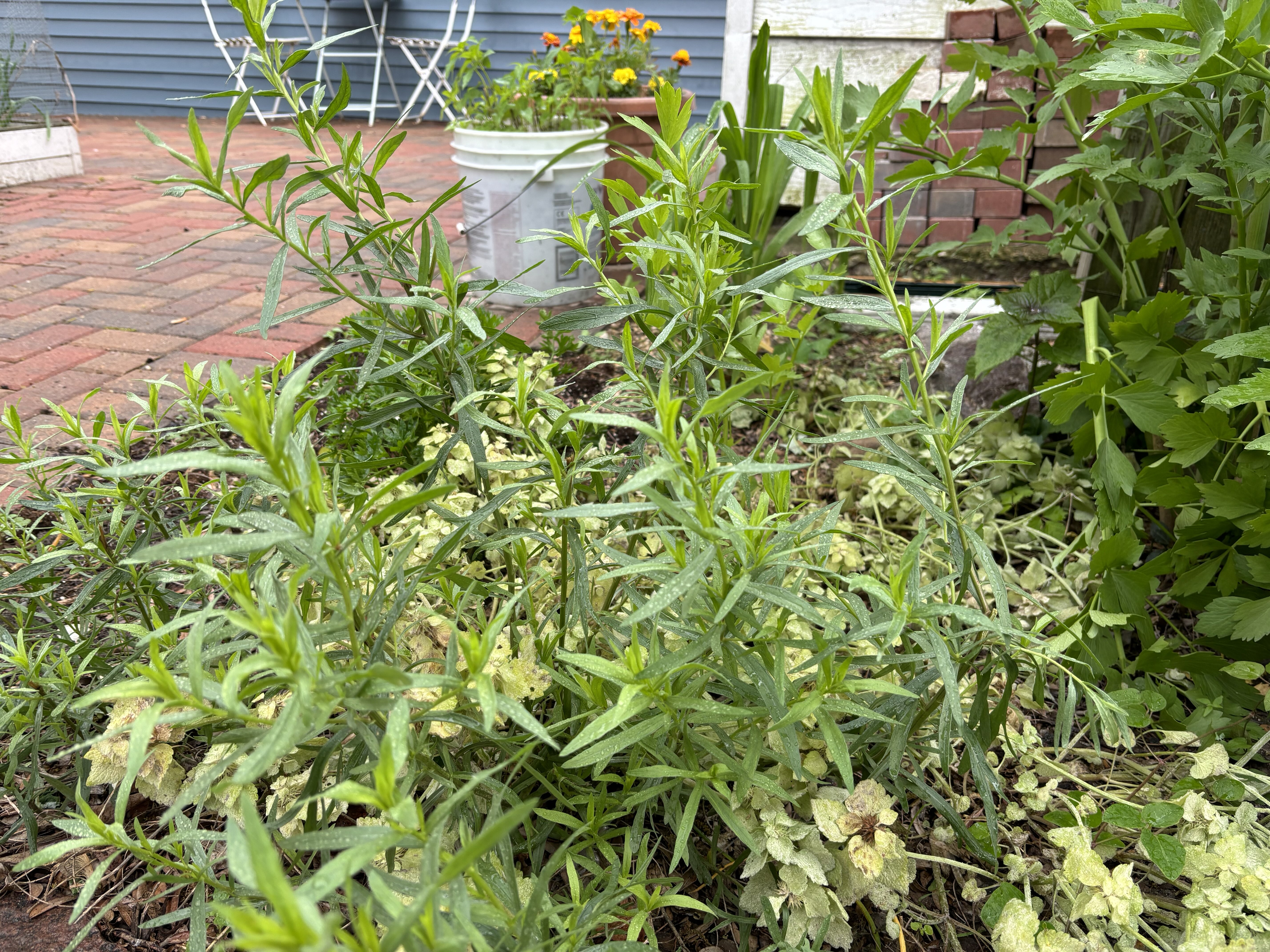 Tarragon growing outdoors