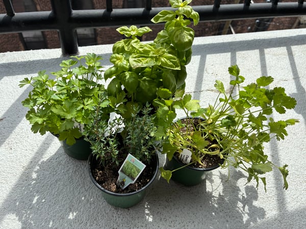 All herbs
