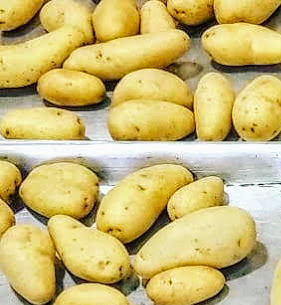 all purpose potatoes