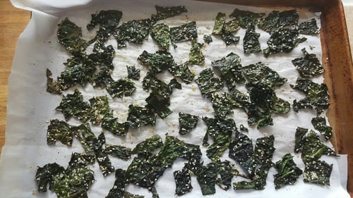 alligatorkale2-459209-edited alligatorkale2-459209-edited