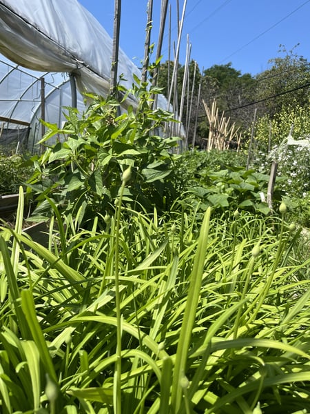 Amaranth and sour leaf