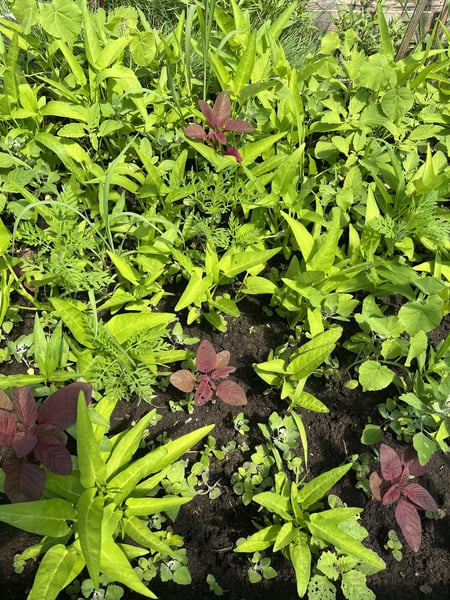 Amaranth