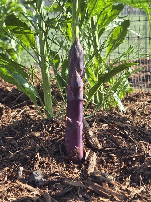 Asparagus in garden