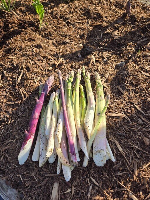 Asparagus picked from garden