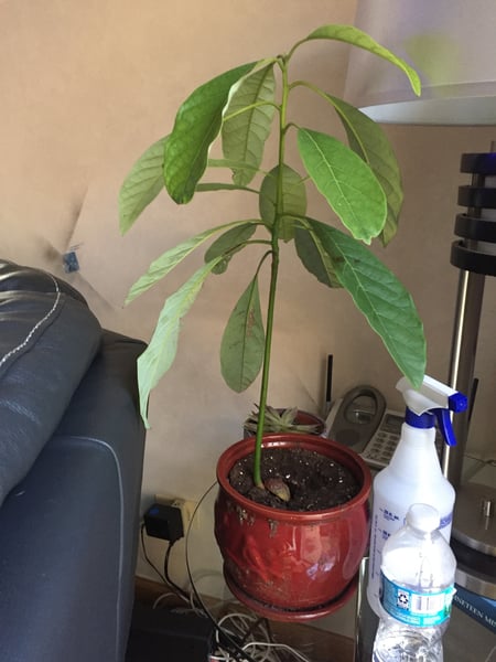 avocado plant