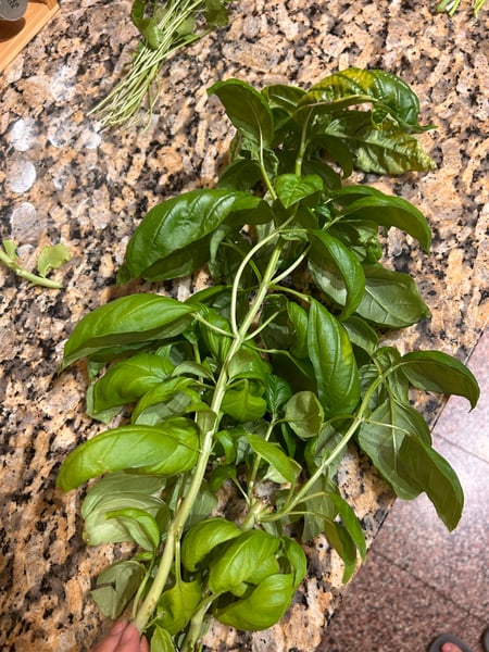Basil harvest