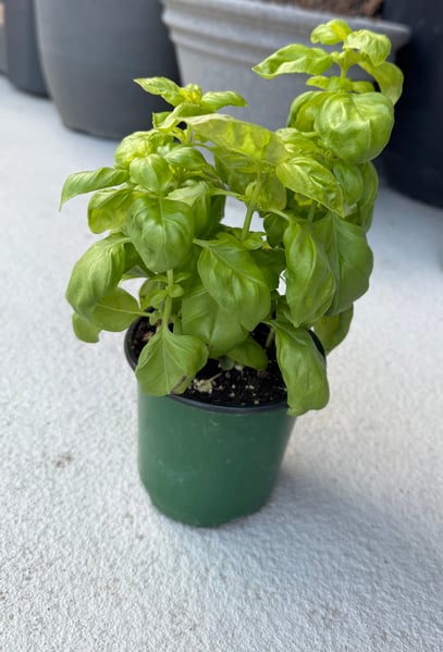 Basil