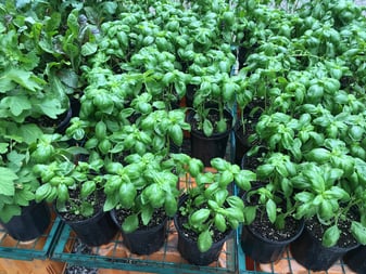 Basil Plants