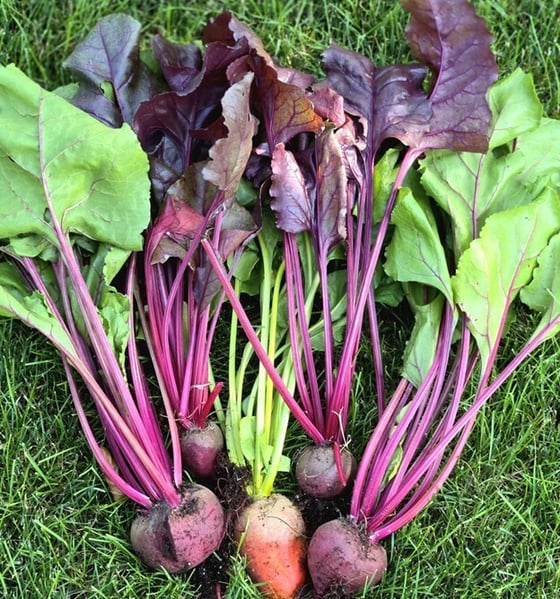 Beet varieties