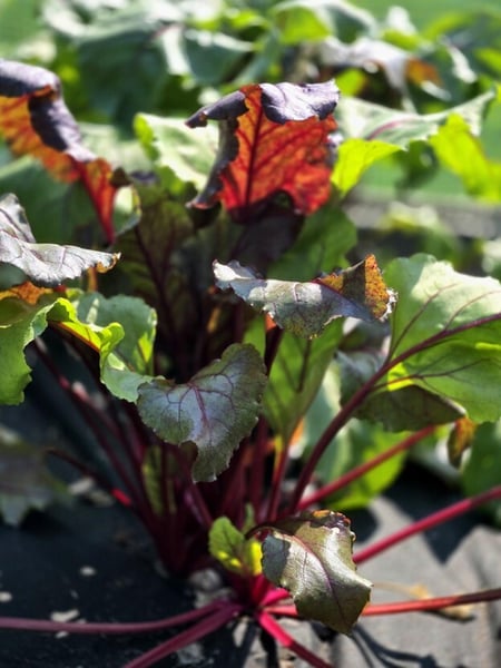 Beets growing