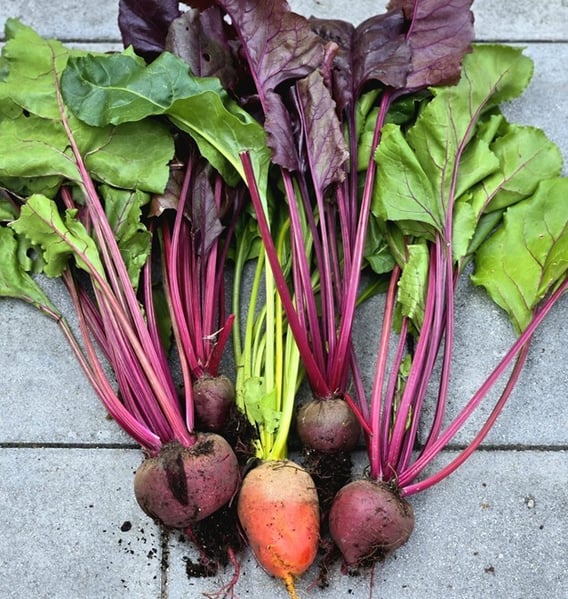 Beets harvested
