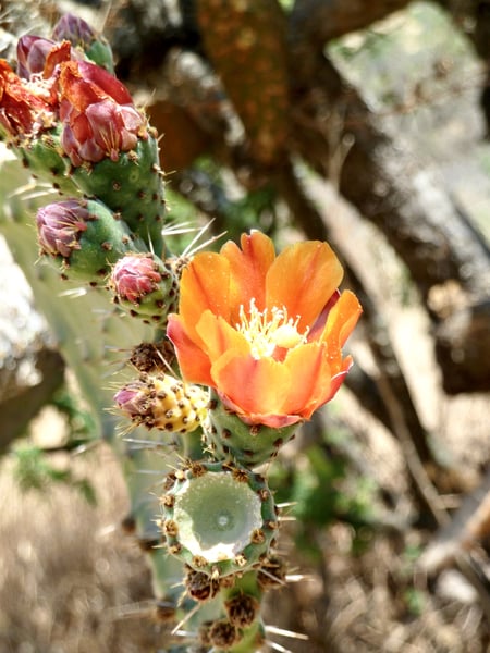 blooming cactus at botanical gardens