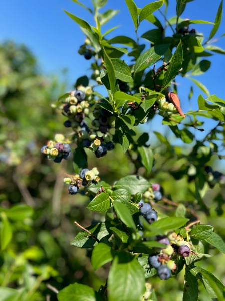 Blueberries