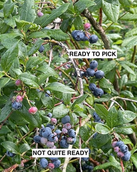 blueberry ripeness