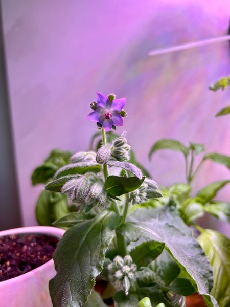 Borage blue edible flower