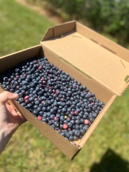 Box of Blueberries