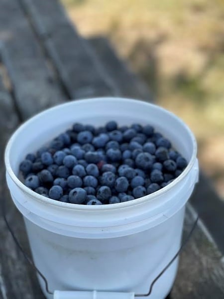 bucket of blueberries
