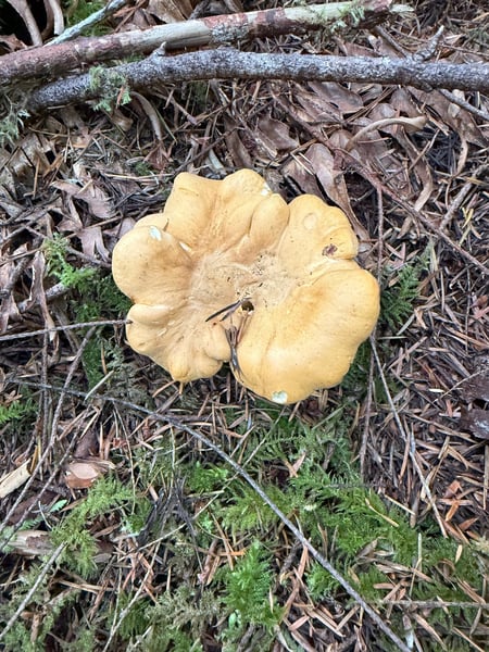 chanterelle growing