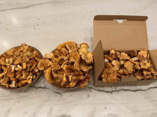 Chanterelles sorted