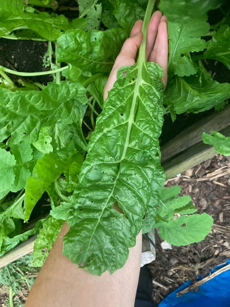 Chard in hand