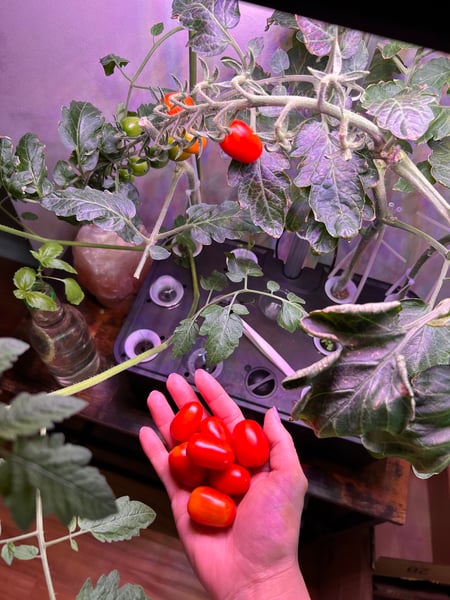 Cherry tomato plant and harvest