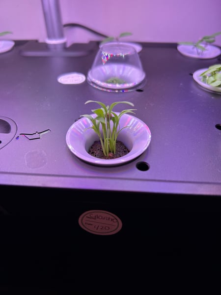 Cilantro sprout