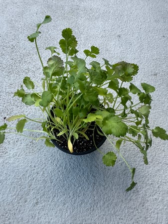 Cilantro