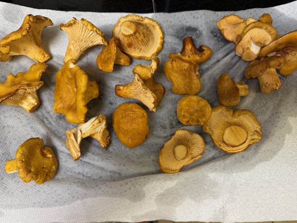 Cleaned chanterelles