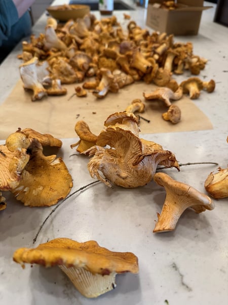 Sorting chanterelles